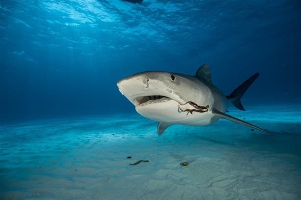 ¿Tiburones cocainómanos?; la inquietante amenaza del narco en el mar