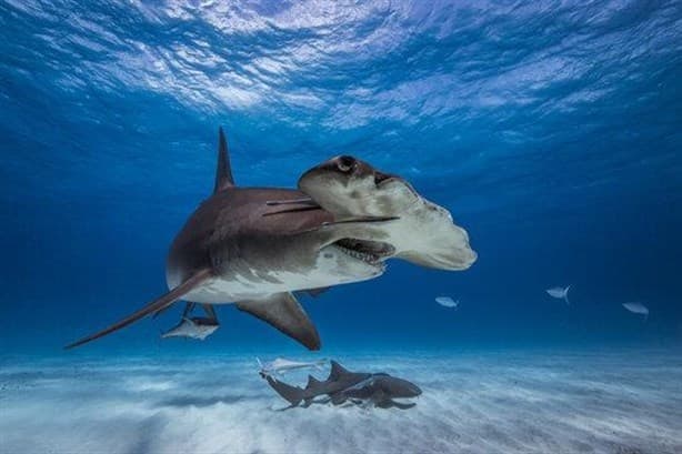 ¿Tiburones cocainómanos?; la inquietante amenaza del narco en el mar