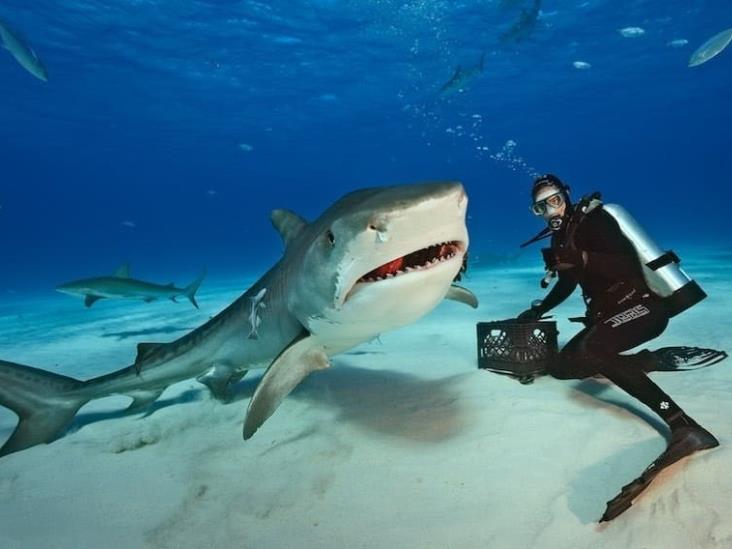 ¿Tiburones cocainómanos?; la inquietante amenaza del narco en el mar