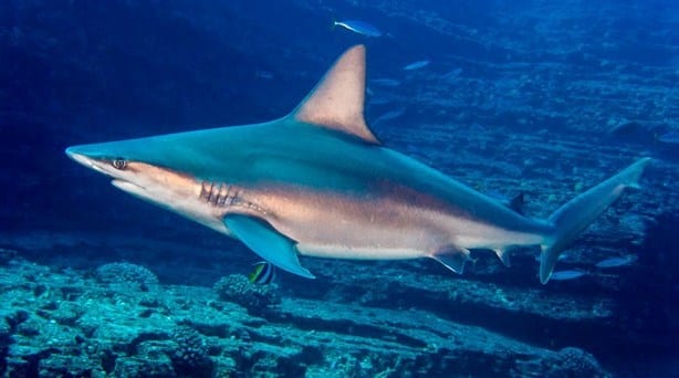 ¿Tiburones cocainómanos?; la inquietante amenaza del narco en el mar