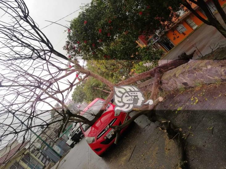 Árbol cae sobre un auto en la Rafael Lucio, en Xalapa