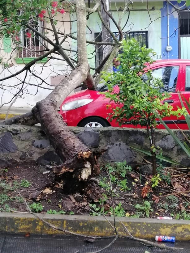 Árbol cae sobre un auto en la Rafael Lucio, en Xalapa