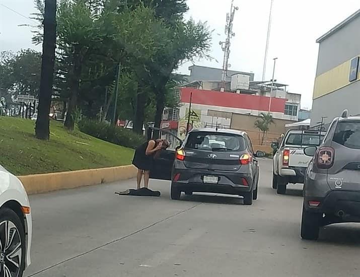 Automovilista retira perrito atropellado en la avenida Lázaro Cárdenas de Xalapa