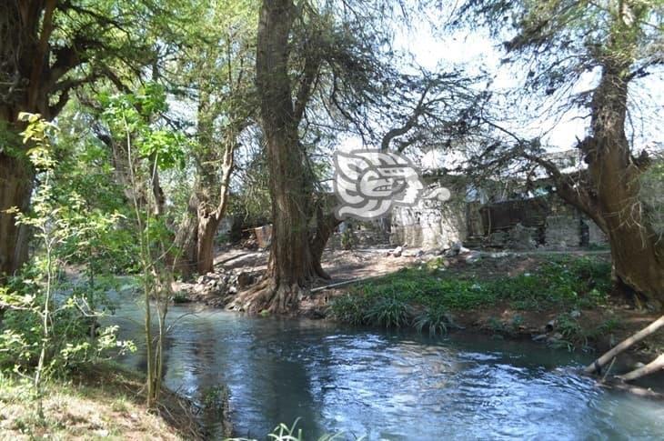 En el olvido; 600 Ahuehuetes enfermos sobre la ribera del río Blanco