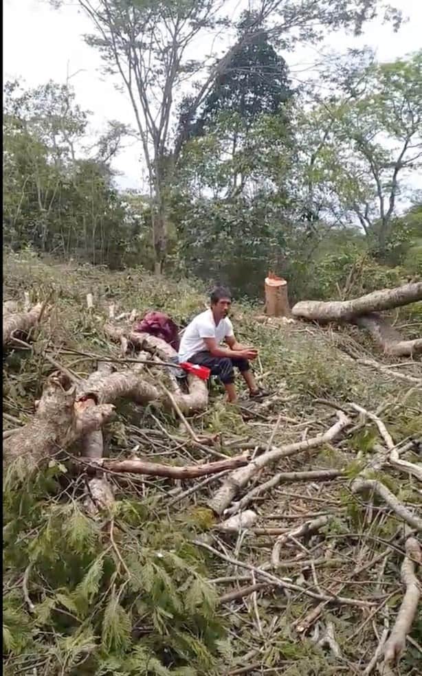 Denuncian nueva tala de árboles, ahora en humedal de Arco Sur, en Xalapa