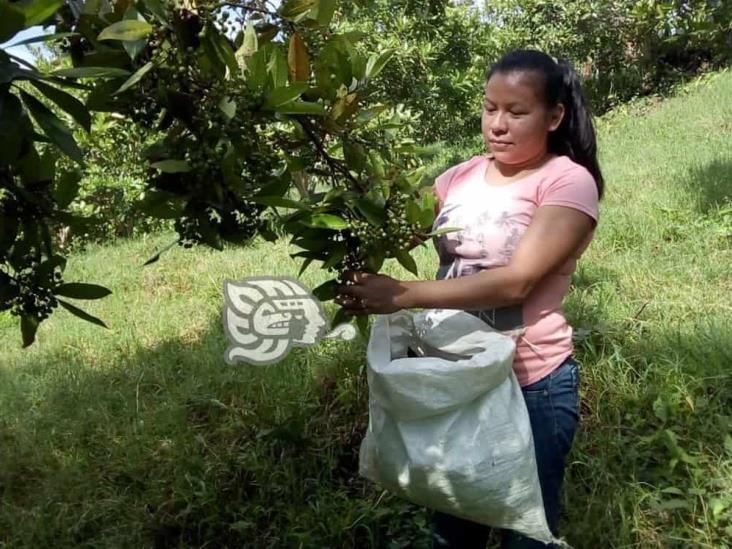 Productores de Misantla esperan buena cosecha de pimienta