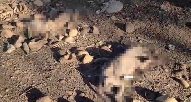 ¿Hay un asesino de perros en Coatepec? Hallan terreno con cuerpos de lomitos (+Video)