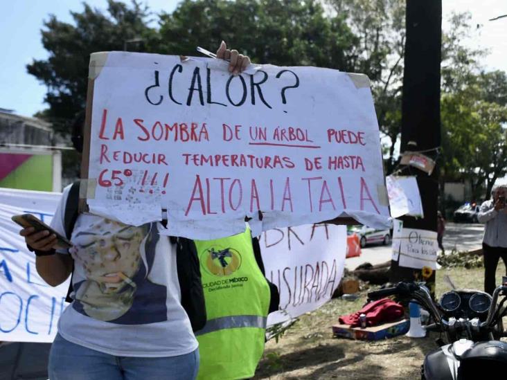 ¿Ecocidio necesario? Gobierno de Veracruz dice que talar árboles en Xalapa reduce contaminación