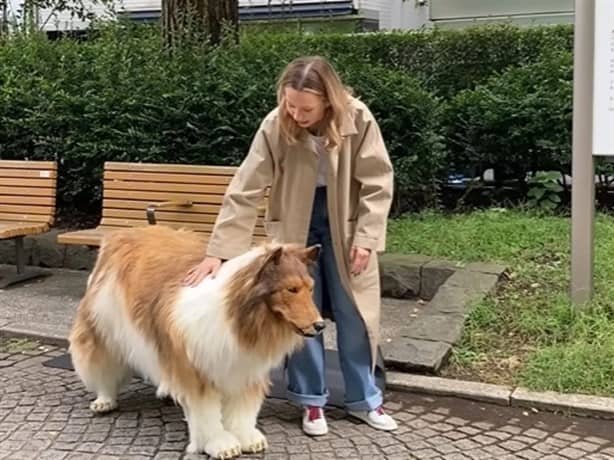 De hombre a perro: la vida secreta de Toco, el hombre-border collie