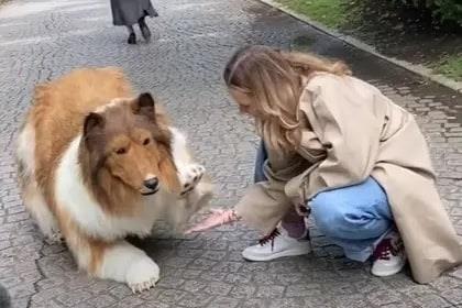 como hacer que el border collie deje de perseguir autos