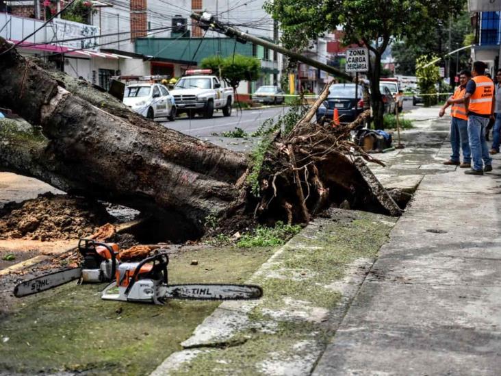 Atiende PC Xalapa caída de árboles en zona urbana y rural