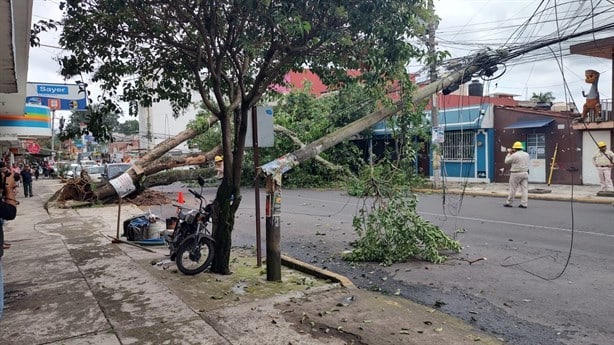 Cae árbol de jinicuil sobre la avenida 28 de Agosto en Xalapa