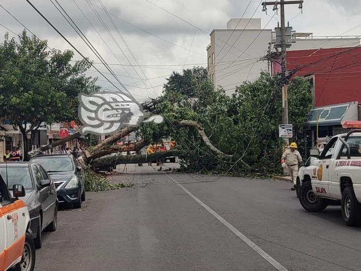 Cae árbol de jinicuil sobre la avenida 28 de Agosto en Xalapa