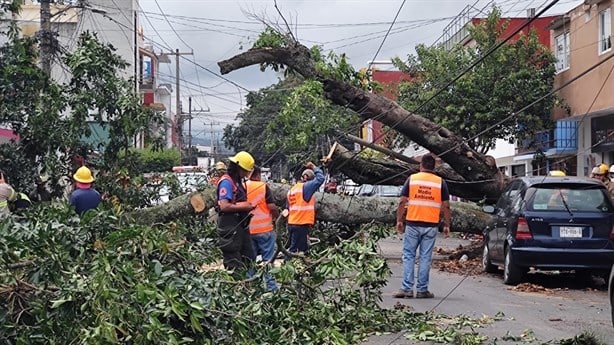 Cae árbol de jinicuil sobre la avenida 28 de Agosto en Xalapa