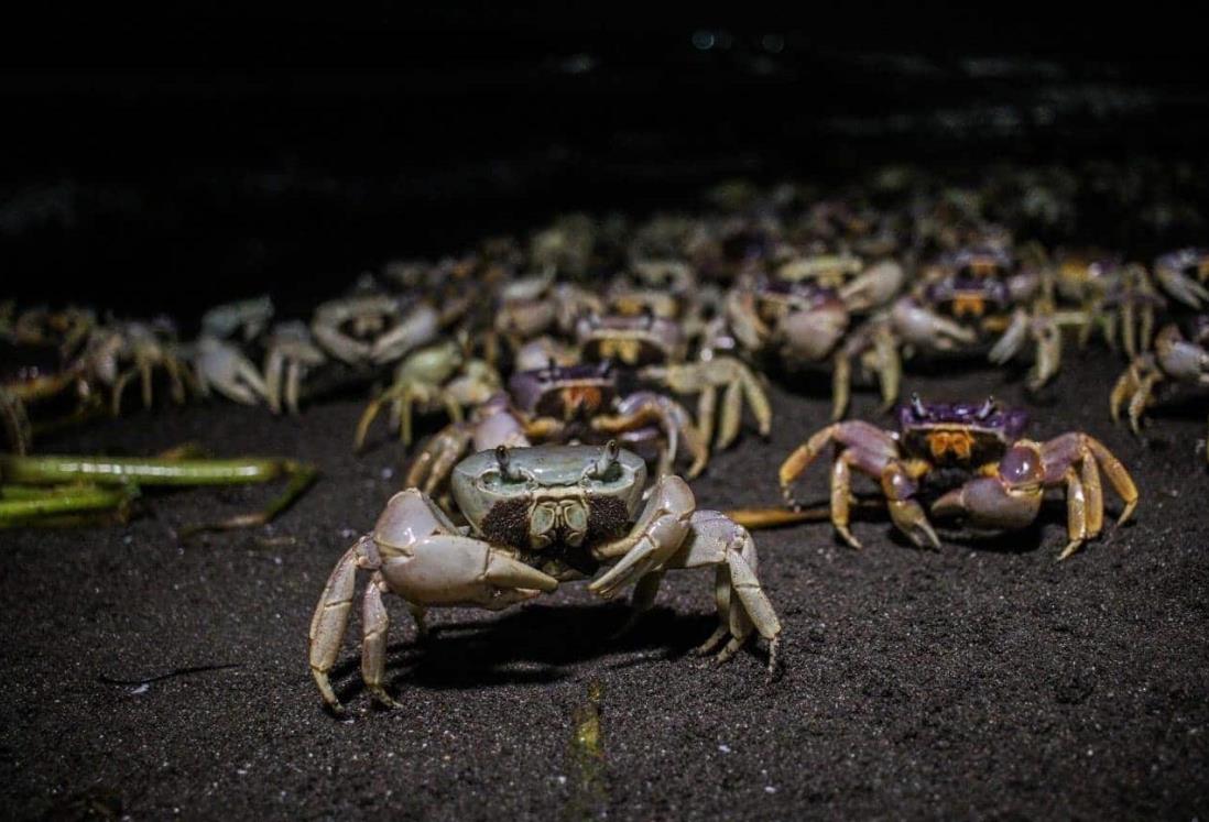 Aumentan avistamientos de cangrejo azul en Veracruz: Earth Mission