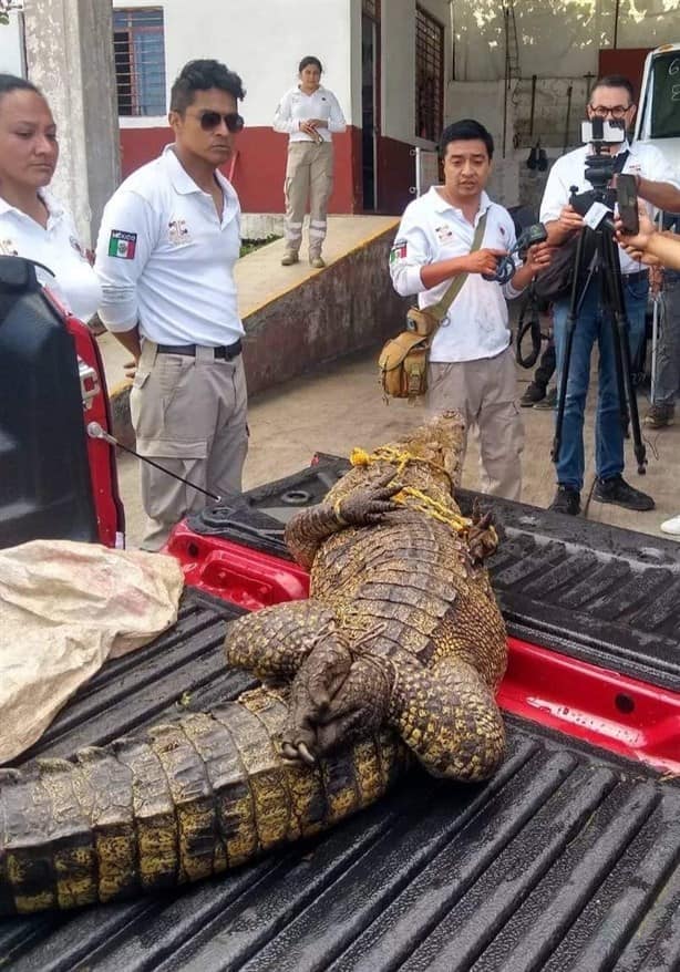 ¡Parece dinosaurio! Capturan enorme cocodrilo en Huatusco