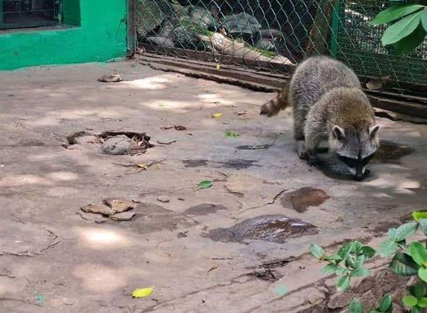 Estas actividades podrás realizar si visitas el zoológico Miguel Ángel de Quevedo en Veracruz