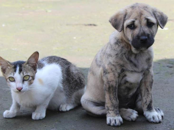 ¿Dónde se puede adoptar un perro o gato en Xalapa? Te decimos