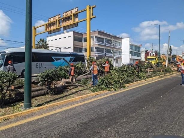 Por puente vehicular en Xalapa ¡No paran de talar árboles!