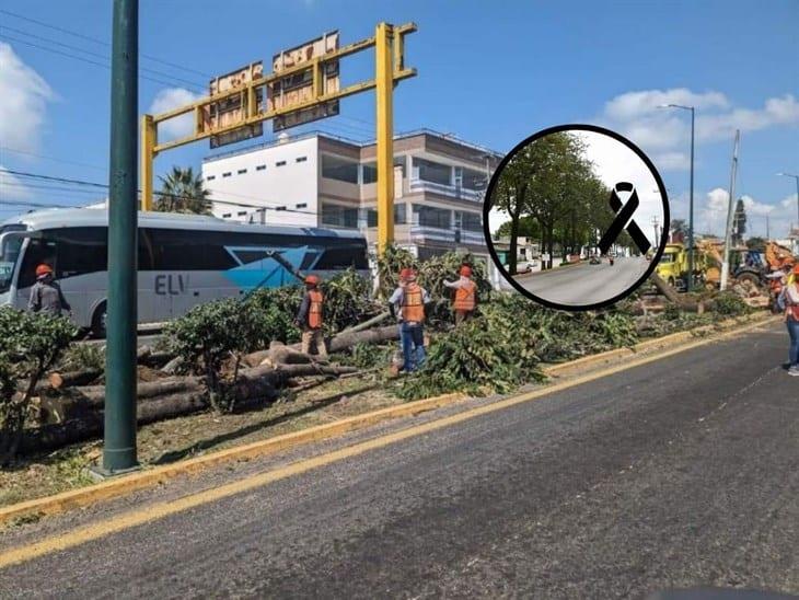 Por puente vehicular en Xalapa ¡No paran de talar árboles!