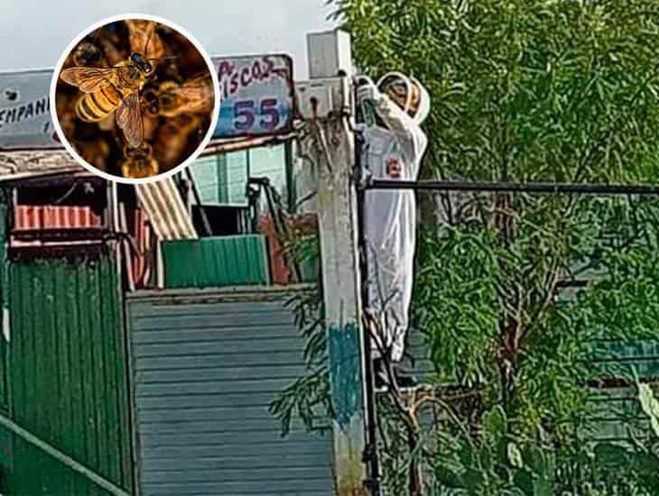Atacan abejas africanizadas en Veracruz