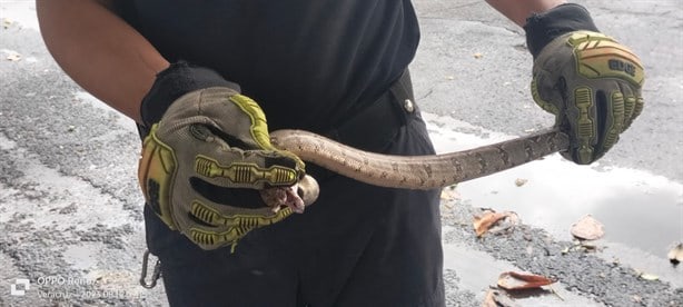 Alarma hallazgo de 3 serpientes en viviendas de la colonia Hidalgo, en Veracruz