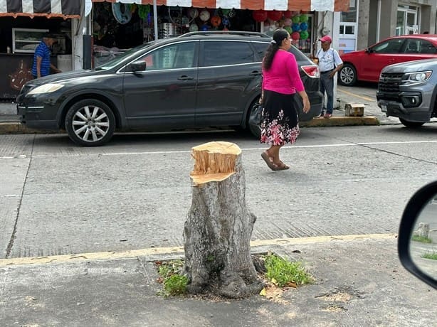 Por mejoramiento de imagen de Poza Rica tumban árboles