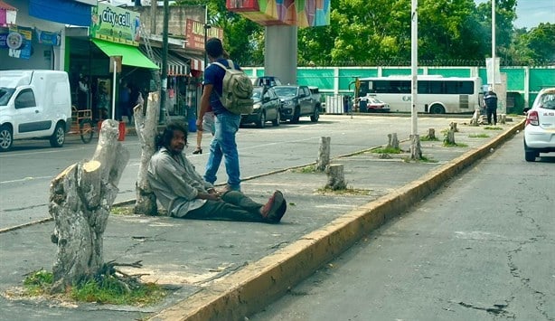 Por mejoramiento de imagen de Poza Rica tumban árboles