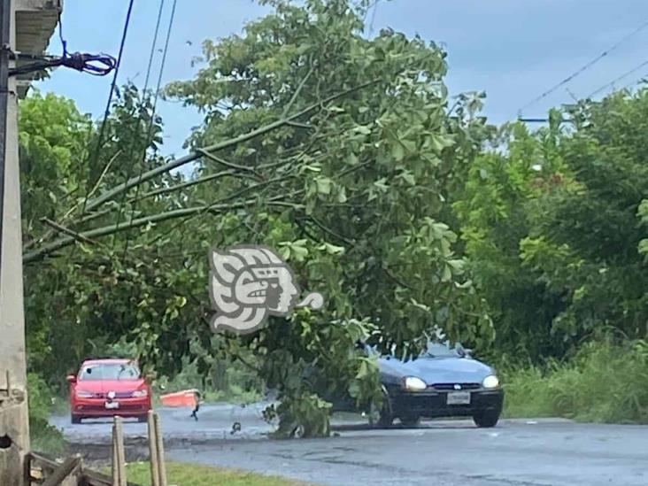 Árbol derribado por la lluvia bloquea la carretera Misantla-Tenochtitlan