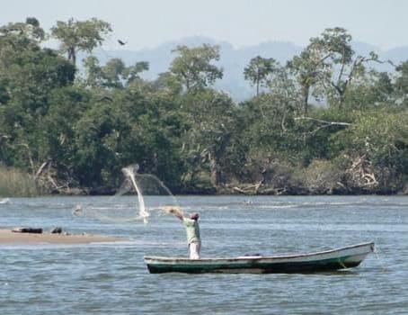 Arranca veda para la pesca del cangrejo azul en Veracruz