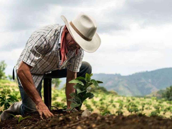 Sembrando Vida apoya a dos millones de productores de Puebla: AMLO