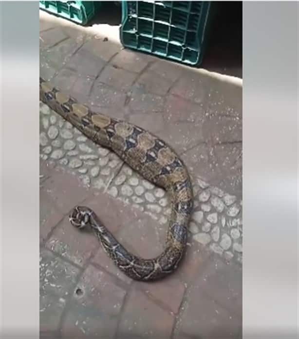 Serpiente se traga a perro en Veracruz | VIDEO