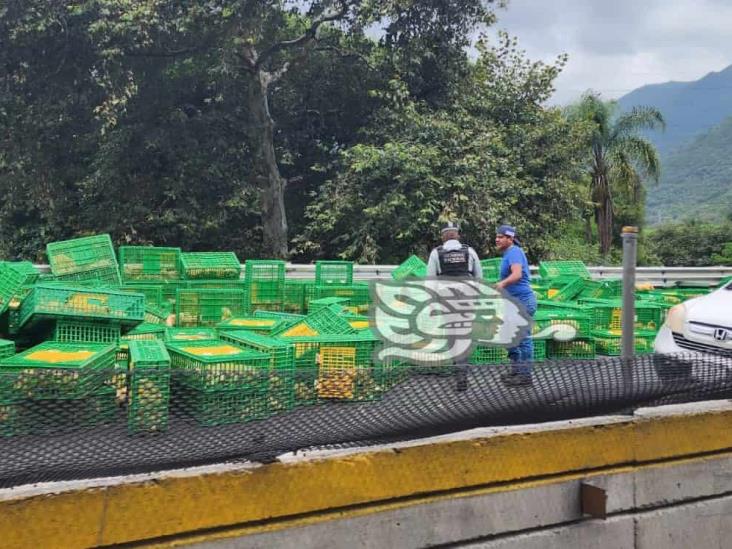 Tráiler cargado con pollos vuelca en la Orizaba- Puebla y se desata la rapiña