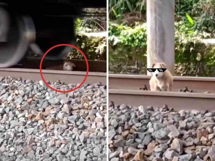 ¡Lomito suertudo! Perro se salva por nada de ser embestido por un tren (+Video)