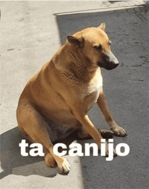 ¿El Cheems mexicano? Se viraliza foto de perrito con misma pose del difunto perrito 