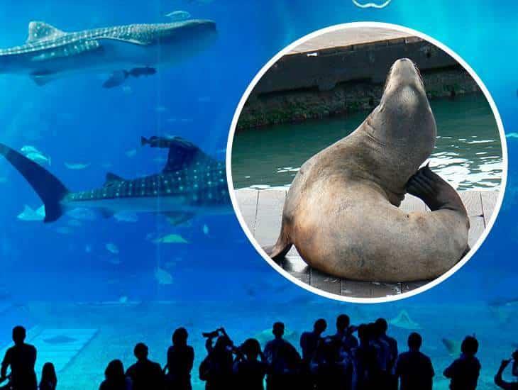 Ambientalista pide cancelar proyecto de espectáculo de lobos marinos en el Aquarium del Puerto de Veracruz
