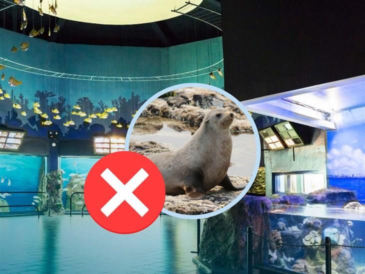 Ambientalistas piden cancelar espectáculo de lobos marinos en el Aquarium de Veracruz