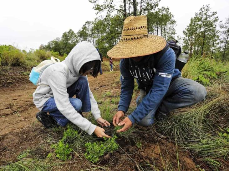 En Sierra de Agua, Perote, reforestan en busca de más agua