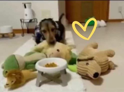 por qué mi perro se alimenta de animales de peluche