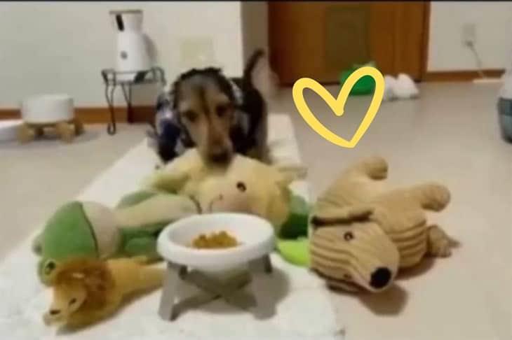 Perrito derrite las redes por comer en compañía de sus peluches (+Video)