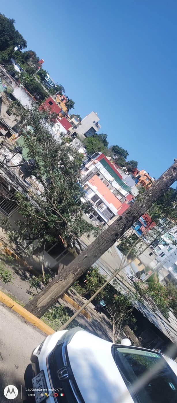 Cae árbol en avenida Rébsamen, en Xalapa, y provoca evacuación de escuela