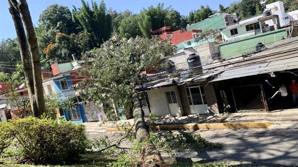 Cae árbol en avenida Rébsamen, en Xalapa, y provoca evacuación de escuela