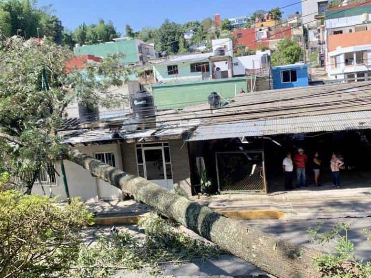 Cae árbol en avenida Rébsamen, en Xalapa, y provoca evacuación de escuela