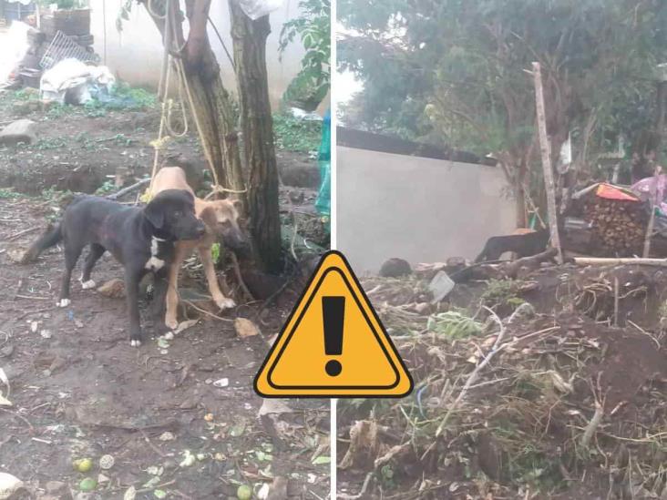 Denuncian que mujer en Tlalnelhuayocan pretende asesinar a dos perros
