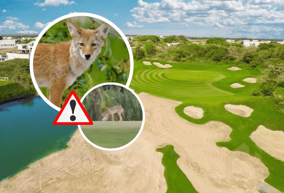 Coyote interrumpe juego de golf en la Riviera Veracruzana, en Veracruz | VIDEO
