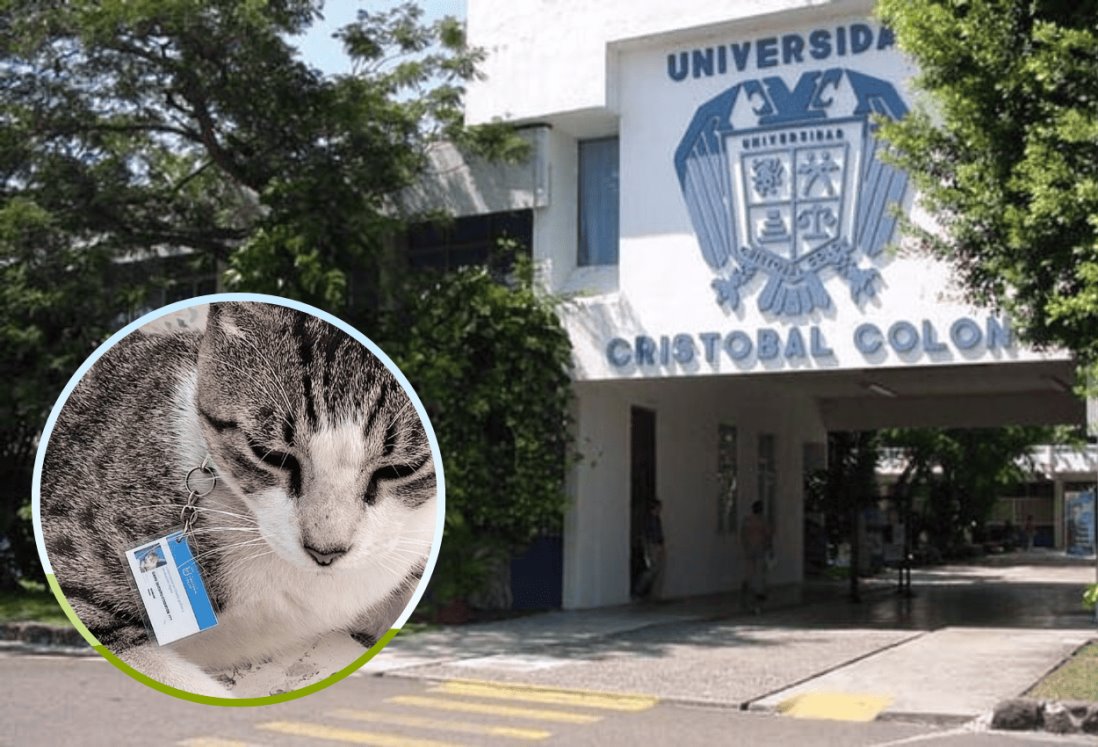 ¡Apareció Cristóbal!, mascota de universidad de Veracruz estaba desaparecida