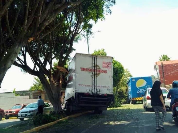 Camión se estampa contra árbol en avenida de Xalapa