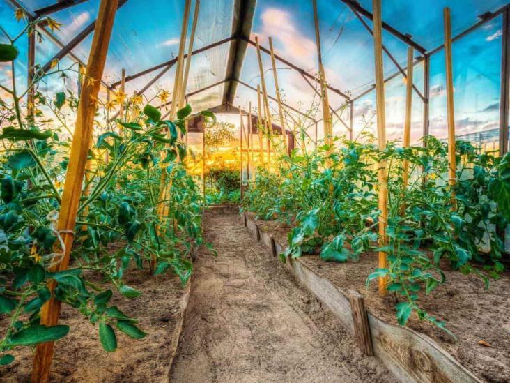 Con Guardianes de las Semillas promueven en Misantla alimentación saludable