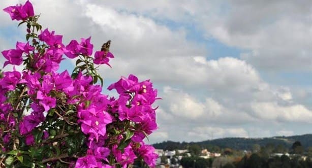 Xalapa, una ciudad rica en biodiversidad ¿conoces su flora y fauna?