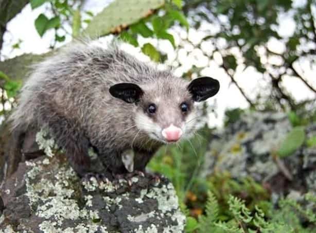 Xalapa, una ciudad rica en biodiversidad ¿conoces su flora y fauna?